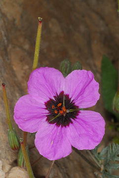 Sivun Erodium crassifolium (Forsk.) L'Hér. kuva