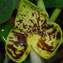 Image of Aristolochia paecilantha Boiss.