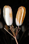 Prangos ferulacea (L.) Lindl. resmi