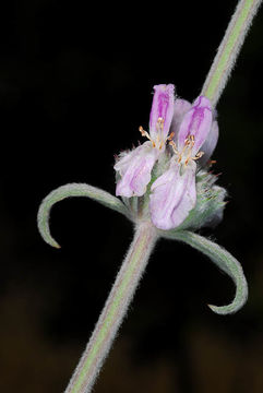 Stachys cretica L. resmi