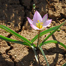 Image of <i>Tulipa lownei</i>