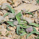Image of Allium libani Boiss.