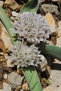 Image of Allium libani Boiss.