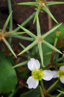 Image of Damasonium polyspermum Coss.