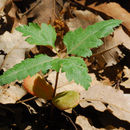 Слика од <i>Sorbus torminalis</i>