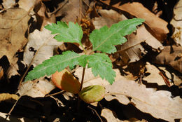 Image of <i>Sorbus torminalis</i>