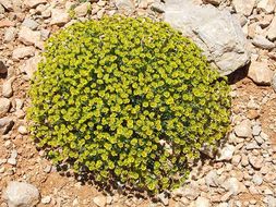 Image of Euphorbia antilibanotica Mouterde