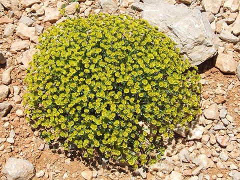 Image of Euphorbia antilibanotica Mouterde