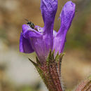 Image of Salvia rubifolia Boiss.