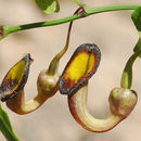 Image of Aristolochia sempervirens L.
