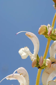 Salvia microstegia Boiss. & Balansa的圖片