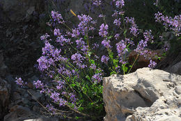 Image de Nepeta cilicica Boiss. ex Benth.