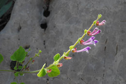 Image de Scutellaria brevibracteata Stapf