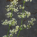 Image of Galium libanoticum Ehrend.