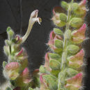 Scutellaria utriculata Labill. resmi