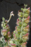 Image of Scutellaria utriculata Labill.
