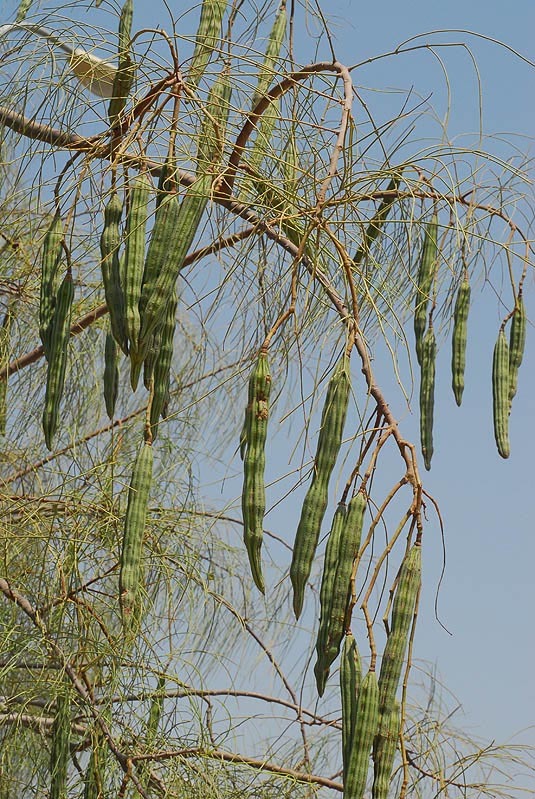 Imagem de Moringa peregrina (Forsk.) Fiori