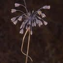 Allium autumnale P. H. Davis resmi