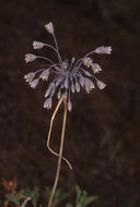 Слика од Allium autumnale P. H. Davis