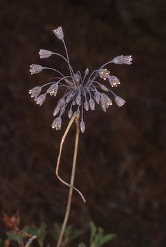 Allium autumnale P. H. Davis resmi