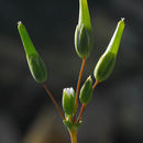 Image de Cerastium perfoliatum L.