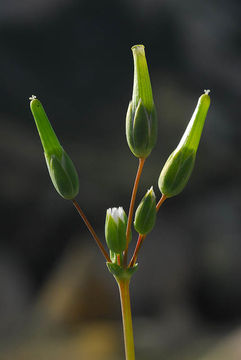 Image of Cerastium perfoliatum L.