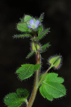 Image of ivy-leaved speedwell