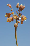 Image of Allium pseudostamineum Kollmann & Shmida