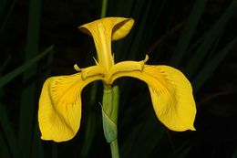 Image of yellow flag, yellow iris