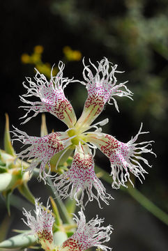 Image of Dianthus libanotis Labill.