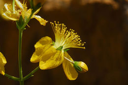 Sivun Hypericum libanoticum Robson kuva