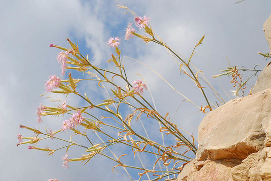 Image of Dianthus libanotis Labill.