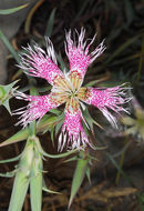 Image of Dianthus libanotis Labill.