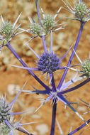 Eryngium billardierei Delaroche resmi