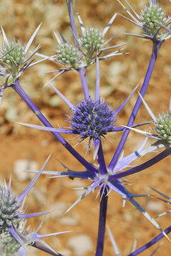 Image of Eryngium billardierei Delaroche