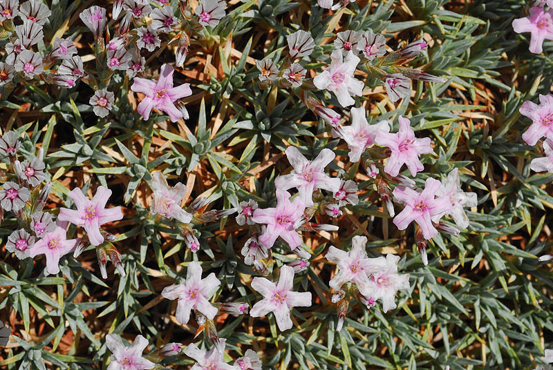 Image of Acantholimon libanoticum Boiss.