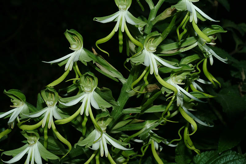 Image of Green wood orchid