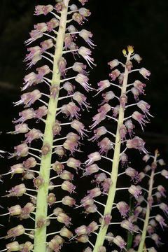 Image of Lachenalia violacea Jacq.