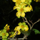 Image of ochna