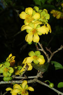 Plancia ëd Ochna serrulata (Hochst.) Walp.