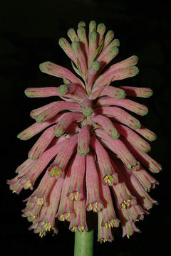 Image of Veltheimia bracteata Harv. ex Baker