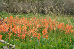 Image of Watsonia pillansii L. Bolus