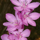 Image of fragrant bugle-lily