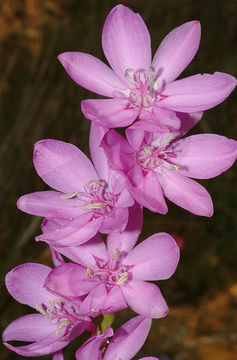 Imagem de Watsonia marginata (L. fil.) Ker Gawl.