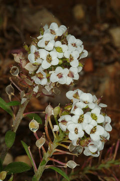 Plancia ëd Lobularia maritima (L.) Desv.