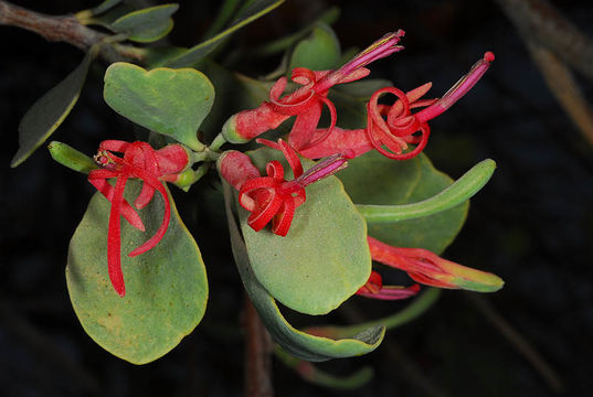 Image of Plicosepalus acaciae (Zucc.) D. Wiens & R. M. Polhill