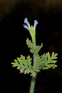 Image of Lavandula pubescens Decne.