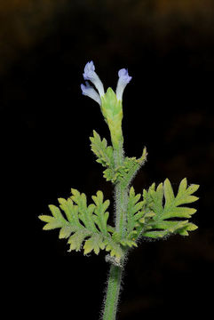 Image of Lavandula pubescens Decne.