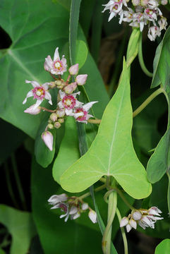 Image of Cynanchum acutum L.