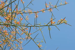 Image de Capparis decidua (Forsk.) Edgew.